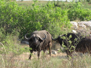 Obraz premium Afrika Tiere Natur