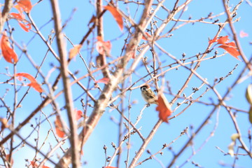 木にとまるスズメ