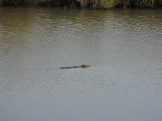Afrika Tiere Natur