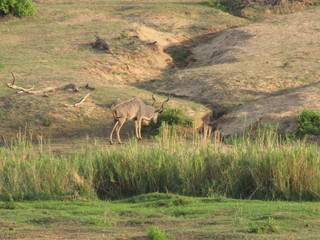 Afrika Tiere Natur