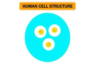 Illustration of cell structure