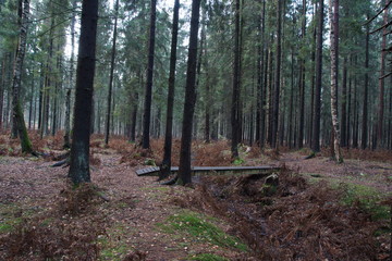 Wooden bridge over the ditch in the spruce forest in autumn, withered brown ferns