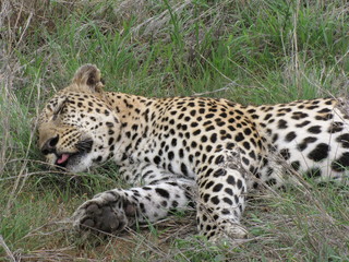 Afrika Tiere Natur