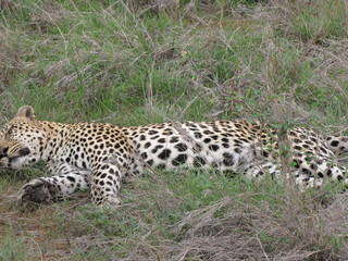 Afrika Tiere Natur