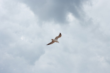 seagull flying in the blue sky 01