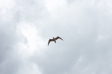 seagull flying in the blue sky 01