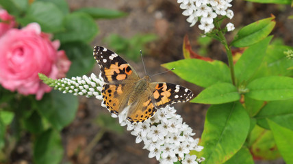 Schmetterling