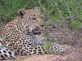 Afrika Tiere Natur