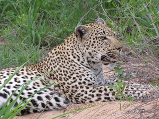 Afrika Tiere Natur