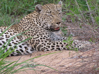 Afrika Tiere Natur