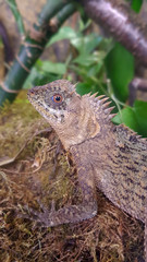 Obraz premium Lizard