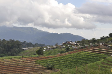 Fototapeta premium vineyard in france