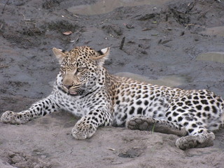 Afrika Tiere Natur