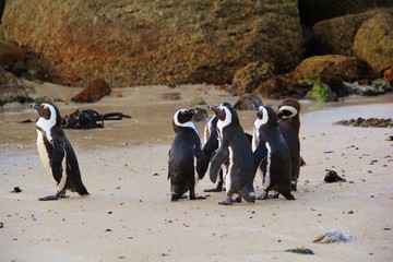 Obraz premium A group of black and white penguins on the beach having an evening meeting with one penguin standing alone. Penguin singled out apart from the others and looking to the ocean. Wildlife in South Africa