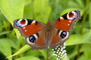 Schmetterling