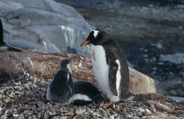 Adelie Penguin with baby