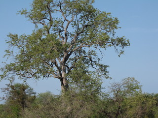 Afrika Tiere Natur