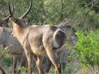 Afrika Tiere Natur