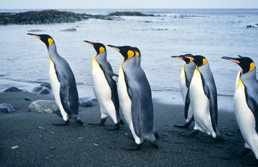 Fototapeta premium King Penguins walking on the beach