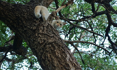 closeup face of a cute cat climbing up on tree trunk and looking down at the camera