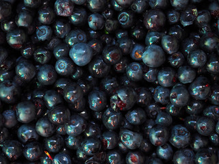 Wet vaccinium myrtillus background, edible fruit of dark blue color, commonly called bilberry, wimberry, whortleberry or European blueberry. Top view