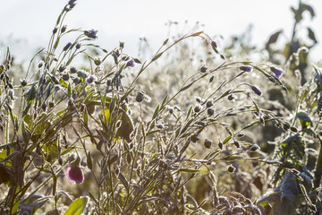 Erster Frost auf Blühweide