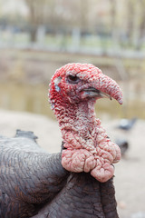portrait of a turkey 001