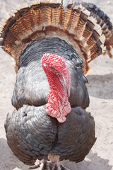 portrait of a turkey 003
