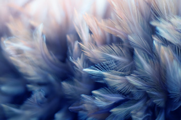 Blur Bird chickens feather texture for background, Fantasy, Abstract, soft color of art design.