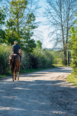 Fototapeta premium Horseman riding back home in the evening in a rural road surrounded by trees