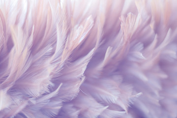 Blur Bird chickens feather texture for background, Fantasy, Abstract, soft color of art design.