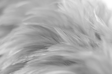 Obraz premium Blur Bird chickens feather texture for background, Fantasy, Abstract, soft color of art design.
