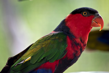 black capped lory