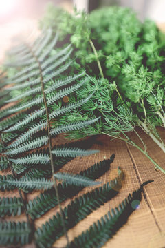 Plants in a forest