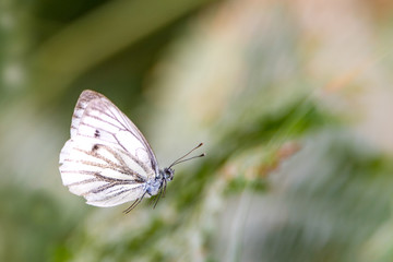 Flying white butterfly in front of blurred green background