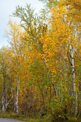 Gold autumn, yellow leafs, Russian Nord, Kirovsk, birch