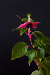 red blooming fuchsia on black background