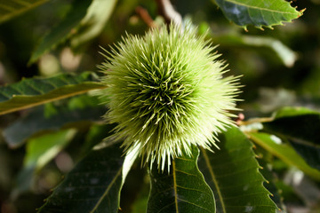 chestnut tree