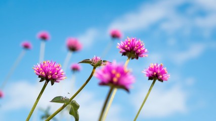 Obraz premium Fleurs 