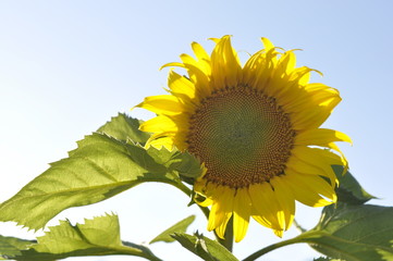 sunflower on background of blue sky