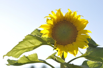 sunflower on background of blue sky