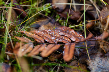 Deep autumn in forest on Russian Nord