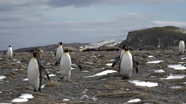 A group of king penguins is running around on the beach on Salisbury Plain on South Georgia in Antarctica