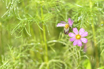 pink flower