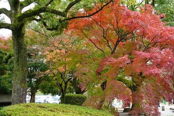 日本庭園の秋の紅葉