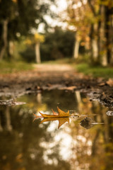 Reflets d'automne
