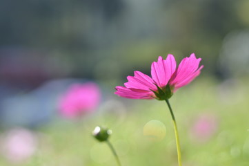 pink flower