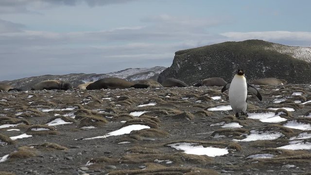 A king penguin is running around on the beach on Salisbury Plain on South Georgia in Antarctica