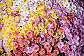 A huge bouquet of flowers of yellow, white, red and lilac chrysanthemums. Chrysanthemums in autumn sunny day