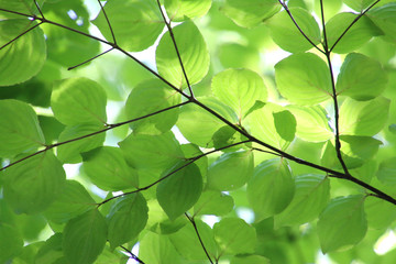 Fototapeta na wymiar 新緑の葉（広葉樹）
